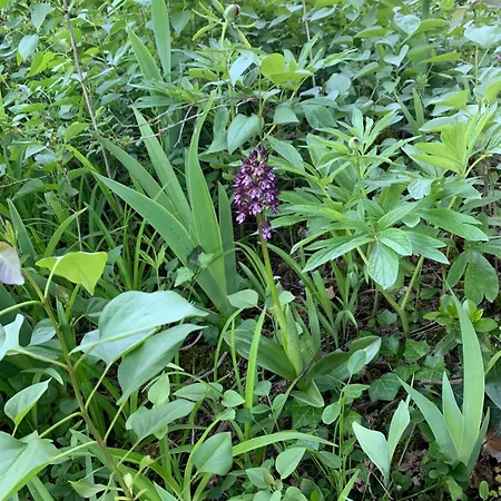 La Source Aux Chevreuils *