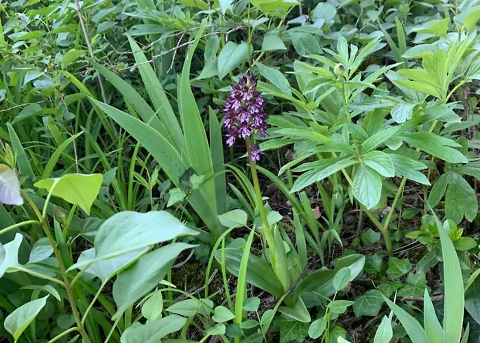 La Source Aux Chevreuils *